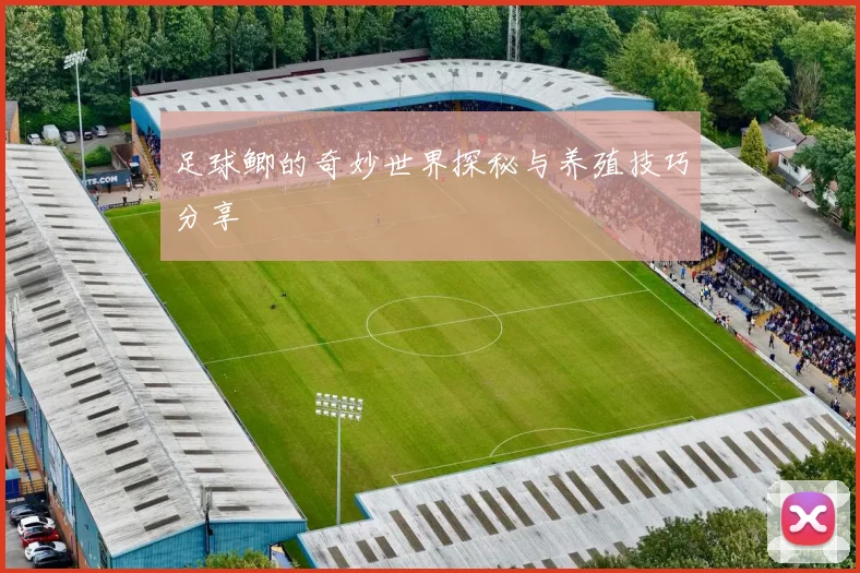 足球鲫的奇妙世界探秘与养殖技巧分享